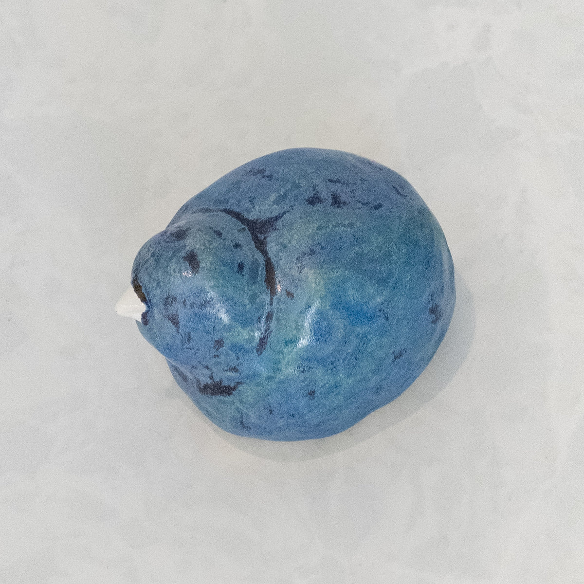 Blue Rock Bird