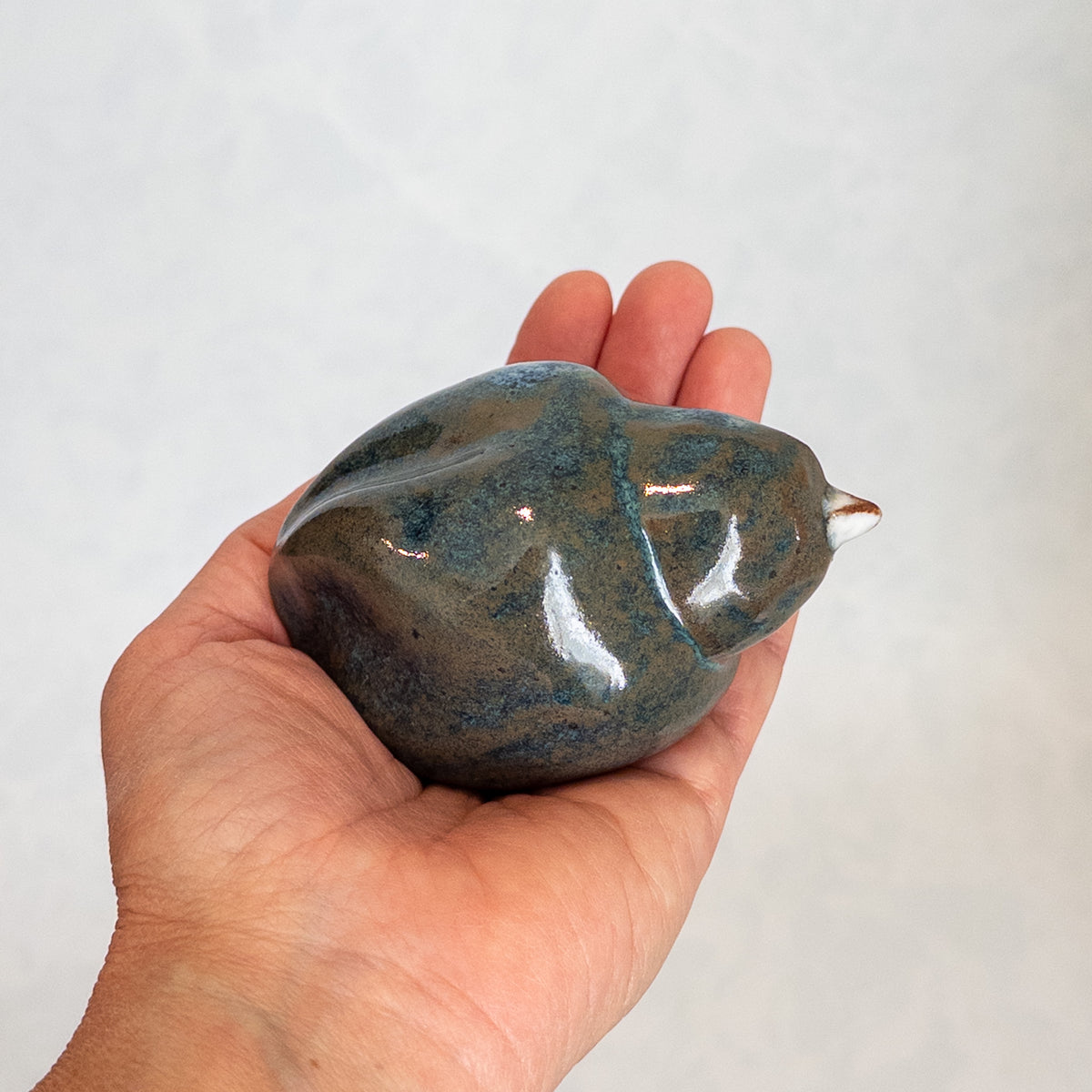 Blue Spruce Bird