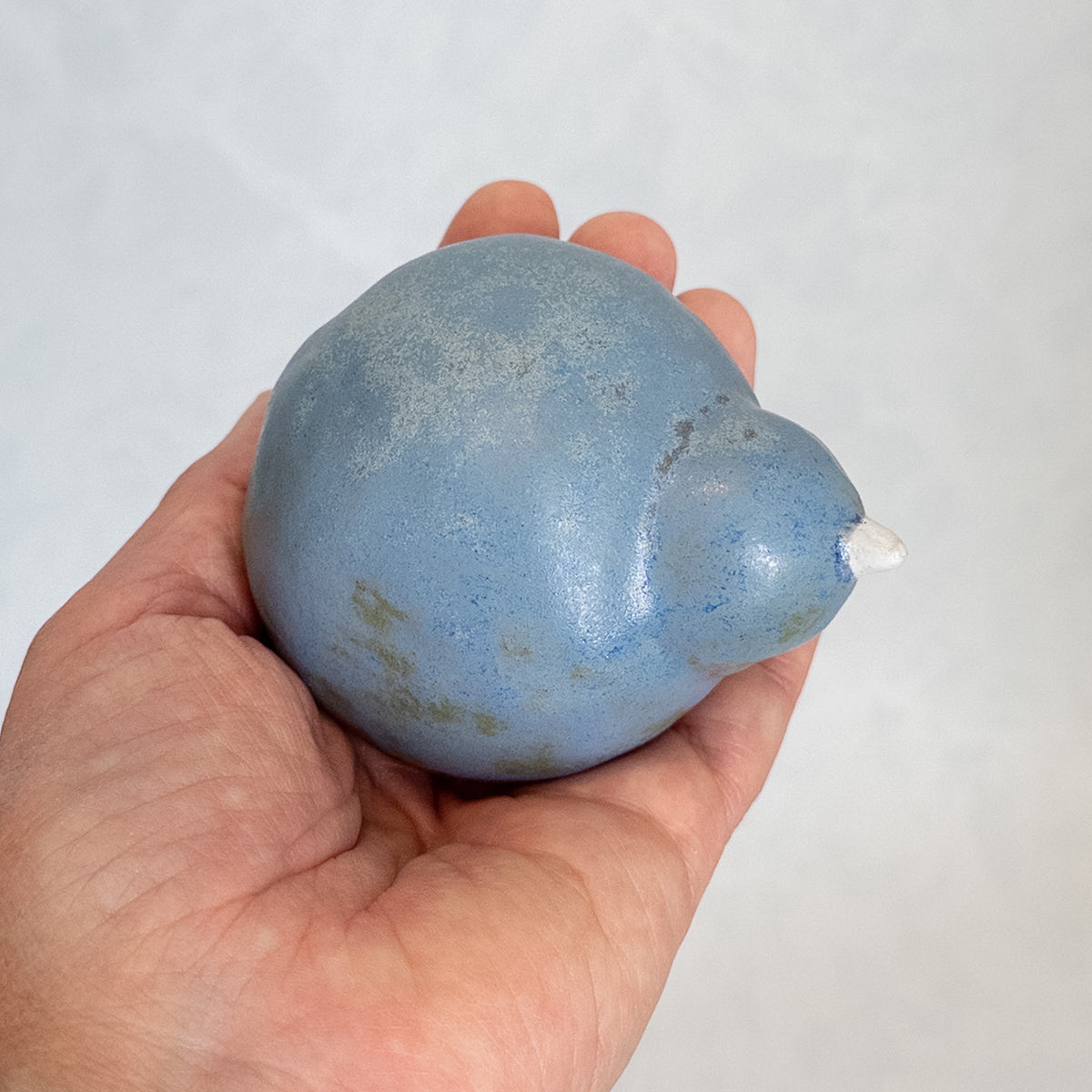 Blue Rock Bird