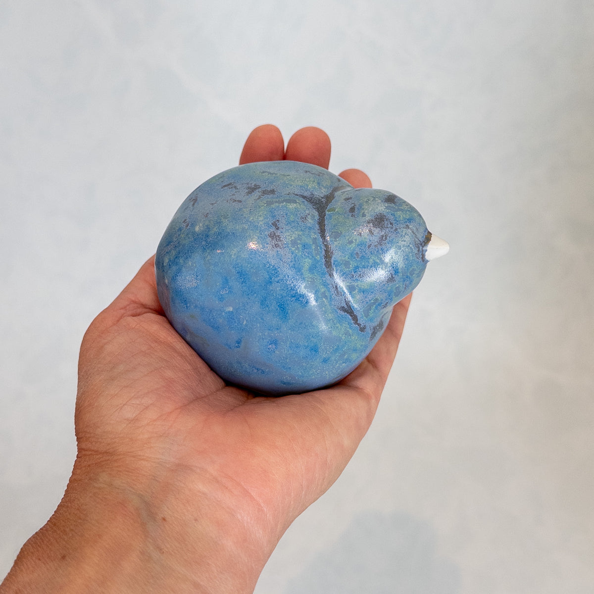 Blue Rock Bird